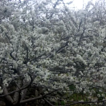 Antigua Posada, Valle Del Jerte Estalagem